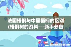 梧桐树的资料---新手必备 法国梧桐与中国梧桐的区别