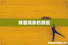 烧苗现象的原因
