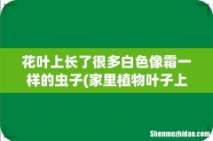 家里植物叶子上沾满了白色小点点，应该是虫子，怎么办？ 花叶上长了很多白色像霜一样的虫