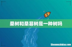 桑树和桑葚树是一种树吗