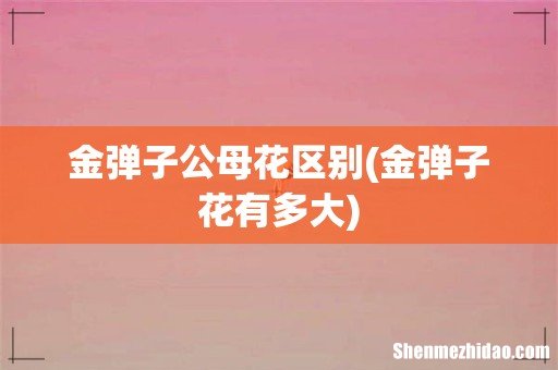 金弹子花有多大 金弹子公母花区别