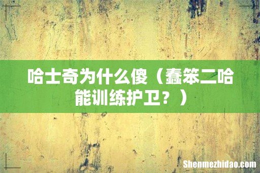 蠢笨二哈能训练护卫？ 哈士奇为什么傻