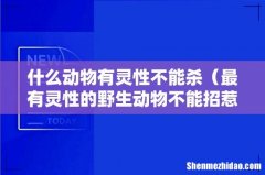 最有灵性的野生动物不能招惹 什么动物有灵性不能杀