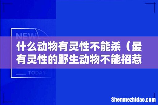 最有灵性的野生动物不能招惹 什么动物有灵性不能杀
