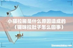 猫咪拉肚子怎么回事 小猫拉稀是什么原因造成的