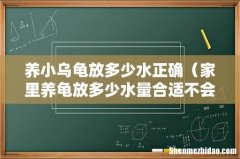 家里养龟放多少水量合适不会淹 养小乌龟放多少水正确