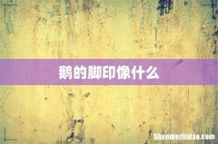 鹅的脚印像什么