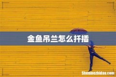 金鱼吊兰怎么扦插