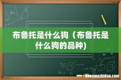 布鲁托是什么狗（布鲁托是什么狗的品种)