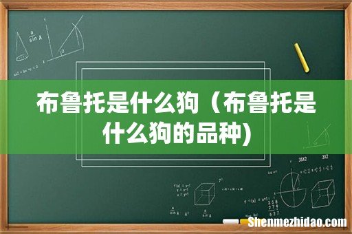 布鲁托是什么狗（布鲁托是什么狗的品种)