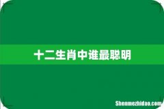 十二生肖中谁最聪明