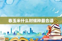 春玉米什么时候种最合适