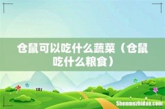 仓鼠吃什么粮食 仓鼠可以吃什么蔬菜