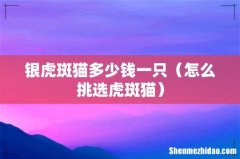 怎么挑选虎斑猫 银虎斑猫多少钱一只
