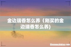 金边瑞香怎么养（刚买的金边瑞香怎么养)