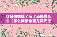 怎么判断仓鼠是真死还是假死 仓鼠都僵硬了凉了还是假死么