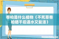 不死草卷柏晒干后遇水又复活 卷柏是什么植物