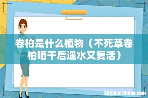 不死草卷柏晒干后遇水又复活 卷柏是什么植物