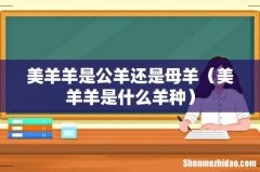 美羊羊是什么羊种 美羊羊是公羊还是母羊