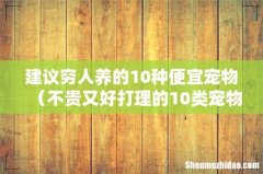 不贵又好打理的10类宠物 建议穷人养的10种便宜宠物