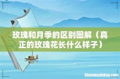 真正的玫瑰花长什么样子 玫瑰和月季的区别图解
