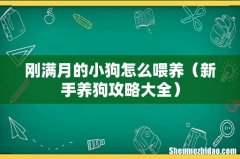 新手养狗攻略大全 刚满月的小狗怎么喂养