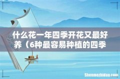 6种最容易种植的四季花 什么花一年四季开花又最好养