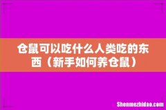 新手如何养仓鼠 仓鼠可以吃什么人类吃的东西