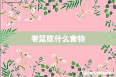 老鼠吃什么食物