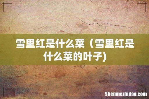 雪里红是什么菜(雪里红是什么菜的叶子)