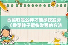 香菜种子最快发芽的方法 香菜籽怎么种才能尽快发芽