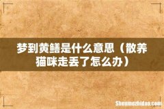 散养猫咪走丢了怎么办 梦到黄鳝是什么意思