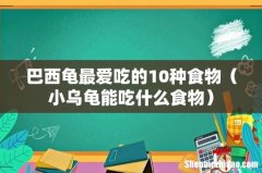 小乌龟能吃什么食物 巴西龟最爱吃的10种食物