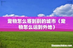 宠物怎么运到外地 宠物怎么寄到别的城市