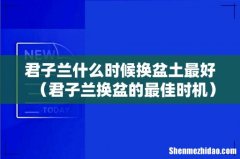 君子兰换盆的最佳时机 君子兰什么时候换盆土最好