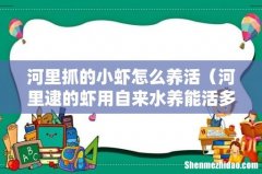 河里逮的虾用自来水养能活多久 河里抓的小虾怎么养活