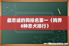 狗界8种忠犬排行 最忠诚的狗排名第一