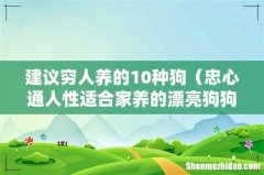 忠心通人性适合家养的漂亮狗狗 建议穷人养的10种狗