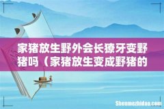 家猪放生变成野猪的原理 家猪放生野外会长獠牙变野猪吗