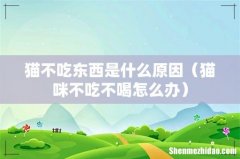 猫咪不吃不喝怎么办 猫不吃东西是什么原因