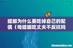 母螳螂吃丈夫不反抗吗 螳螂为什么要吃掉自己的配偶