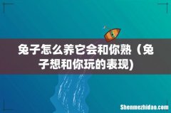 兔子怎么养它会和你熟（兔子想和你玩的表现)