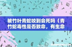 青竹蛇毒性是否致命，有生命危险吗 被竹叶青蛇咬到会死吗
