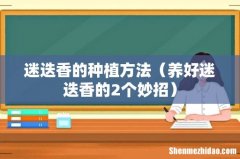 养好迷迭香的2个妙招 迷迭香的种植方法