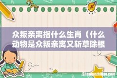 什么动物是众叛亲离又斩草除根的 众叛亲离指什么生肖