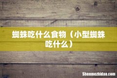 小型蜘蛛吃什么 蜘蛛吃什么食物