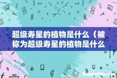 被称为超级寿星的植物是什么名字 超级寿星的植物是什么