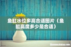 鱼缸高度多少是合适 鱼缸水位多高合适图片