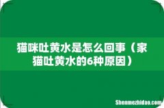 家猫吐黄水的6种原因 猫咪吐黄水是怎么回事