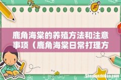 鹿角海棠日常打理方法 鹿角海棠的养殖方法和注意事项